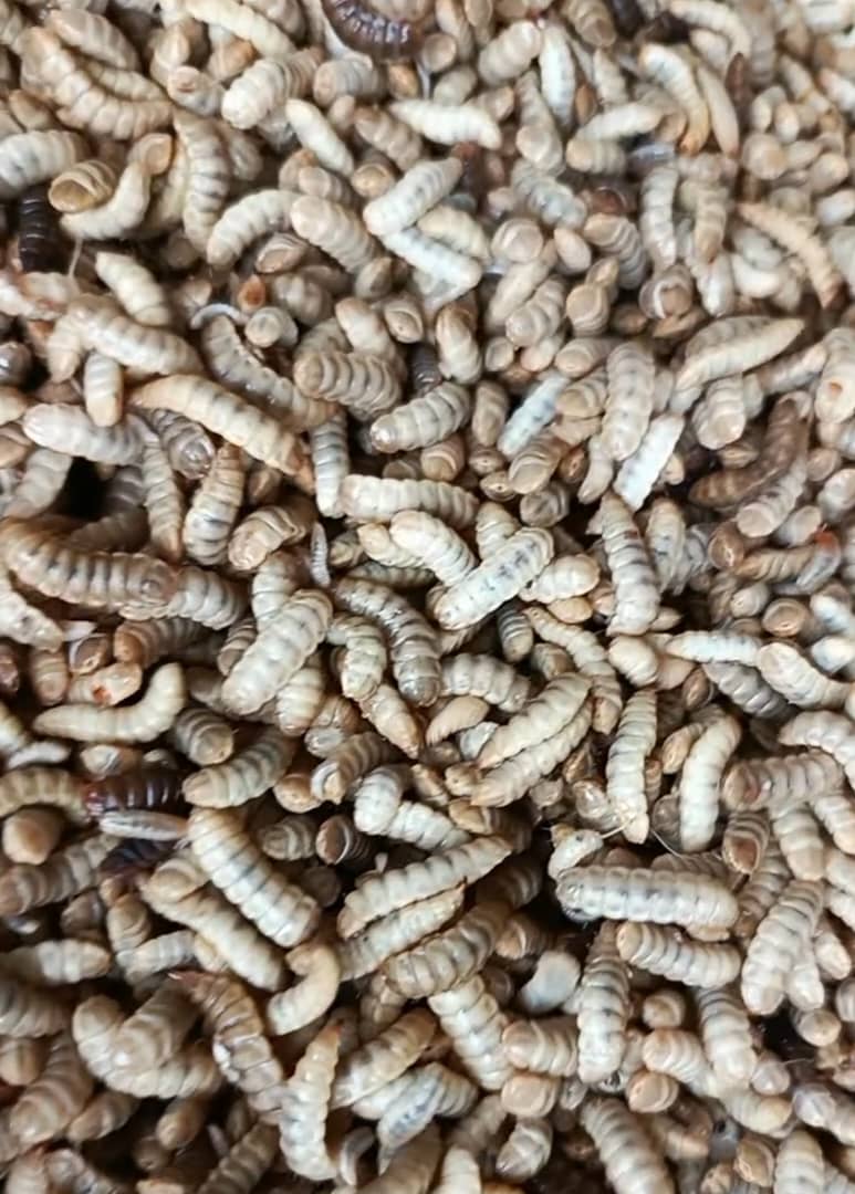 Black Soilder Fly Larvae